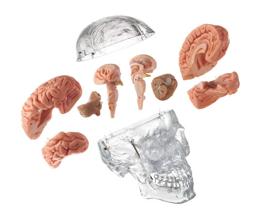 Künstl. männl. transparenter Homo-Schädel mit 8teiligen Gehirn
