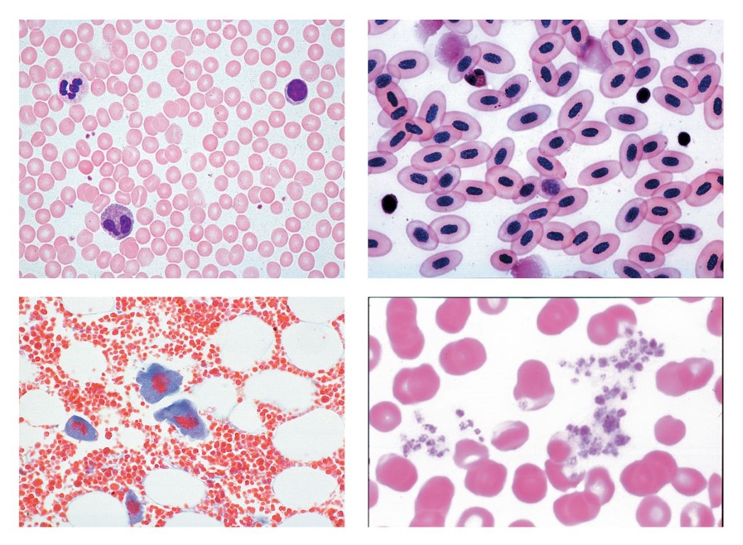 Histologie. Blut, 10 Mikropräparate