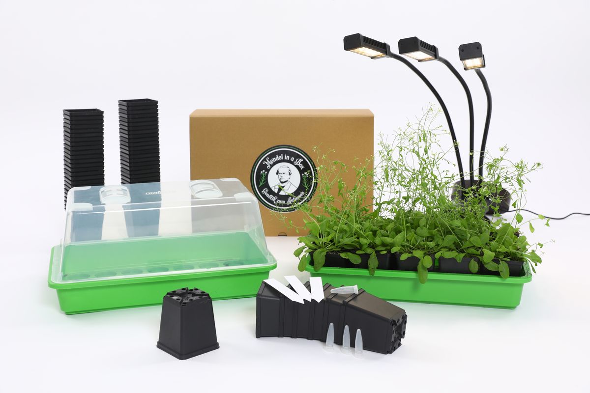 Schülerversuchsbox die Mendelschen Vererbungsregeln