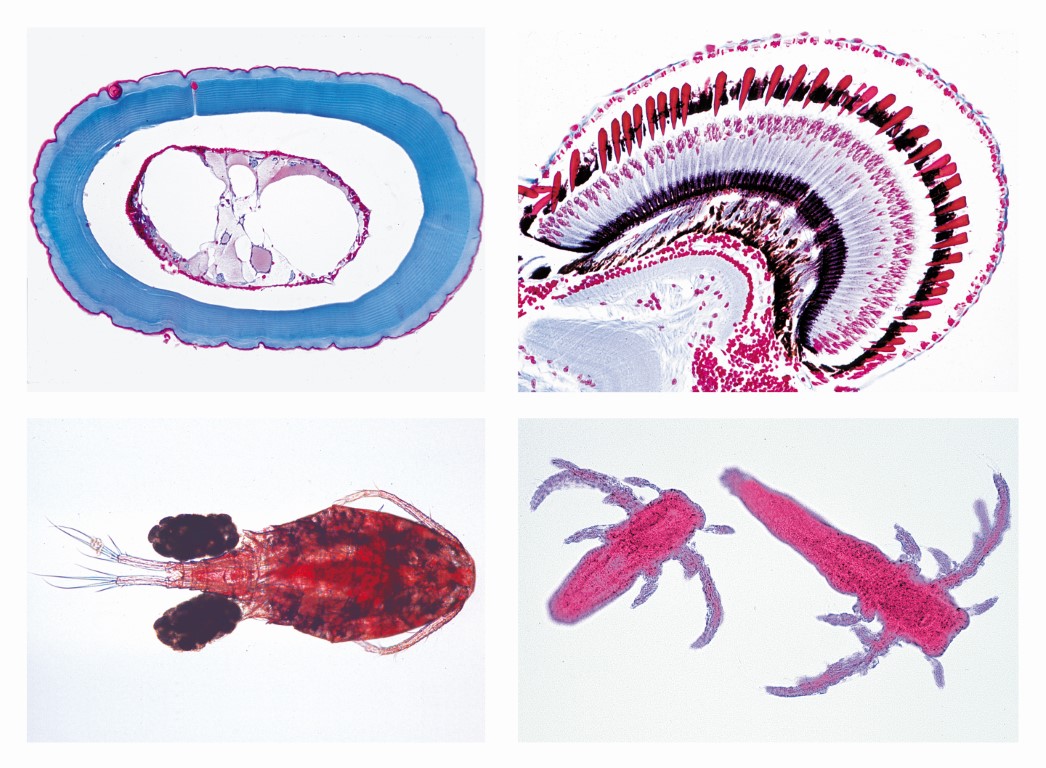 Krebstiere (Crustacea),10 Mikropräparate