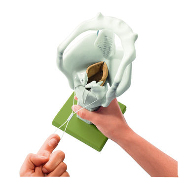 Kehlkopf-Knorpelgerüst