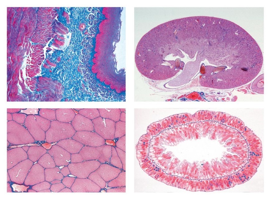 Serie II. Stoffwechsel, 15 Mikropräparate