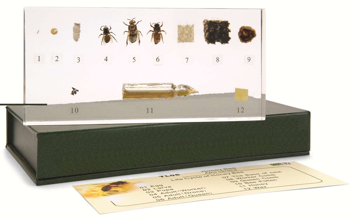 Aus dem Leben der Honigbiene, Objektkasten