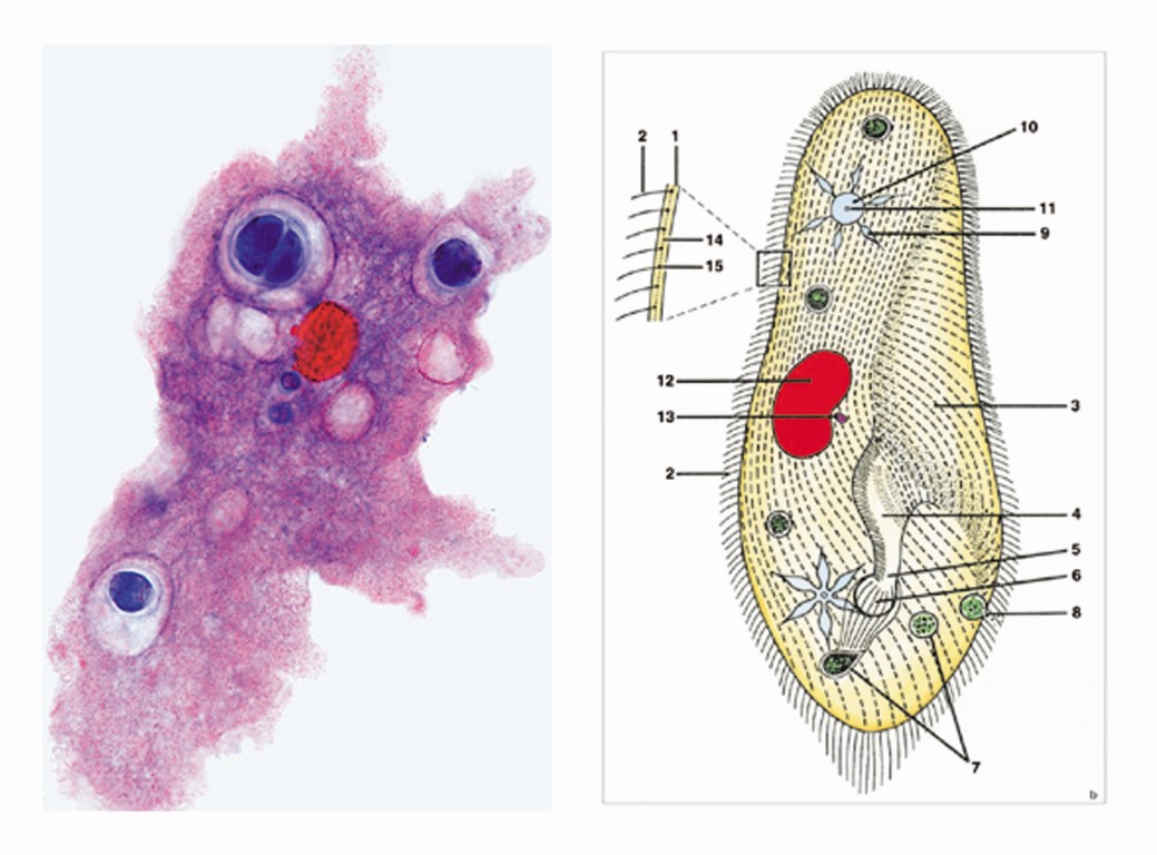 Mikropräparate Multimedia-Paket. Lehrerpaket. Protozoen (Urtiere), Basissatz von 8 Einheiten, Lehrer