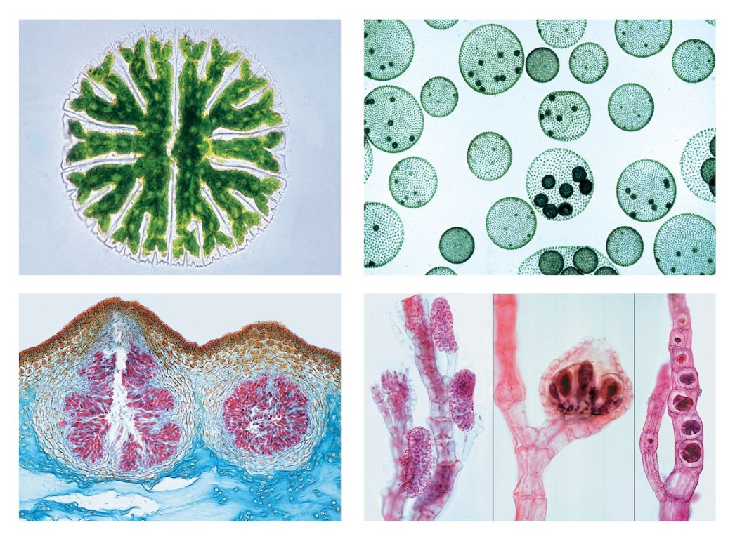 Mikropräparateserie Algen (Algae), 30 Präparate
