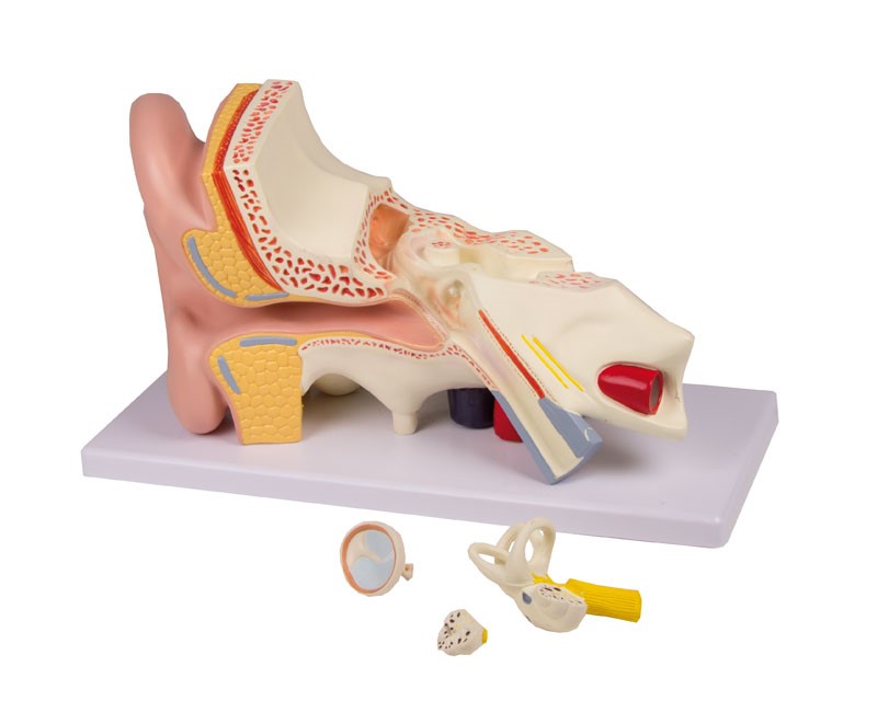 Ohrmodell, 3-fache Größe