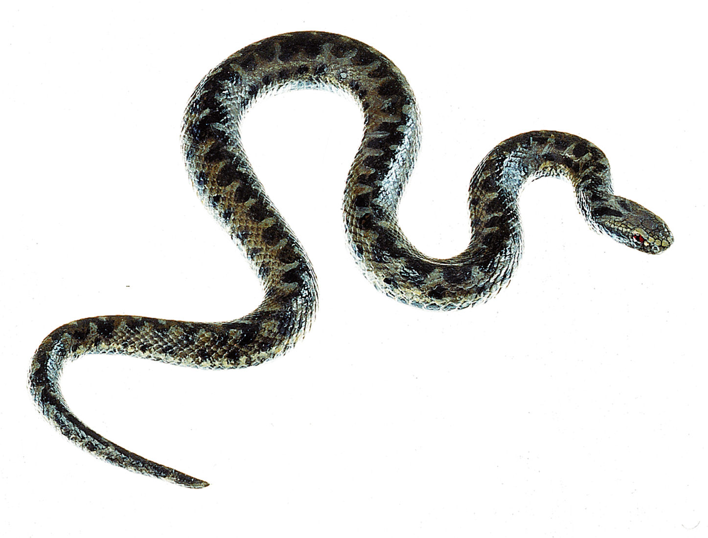 Kreuzotter, Junges Männchen