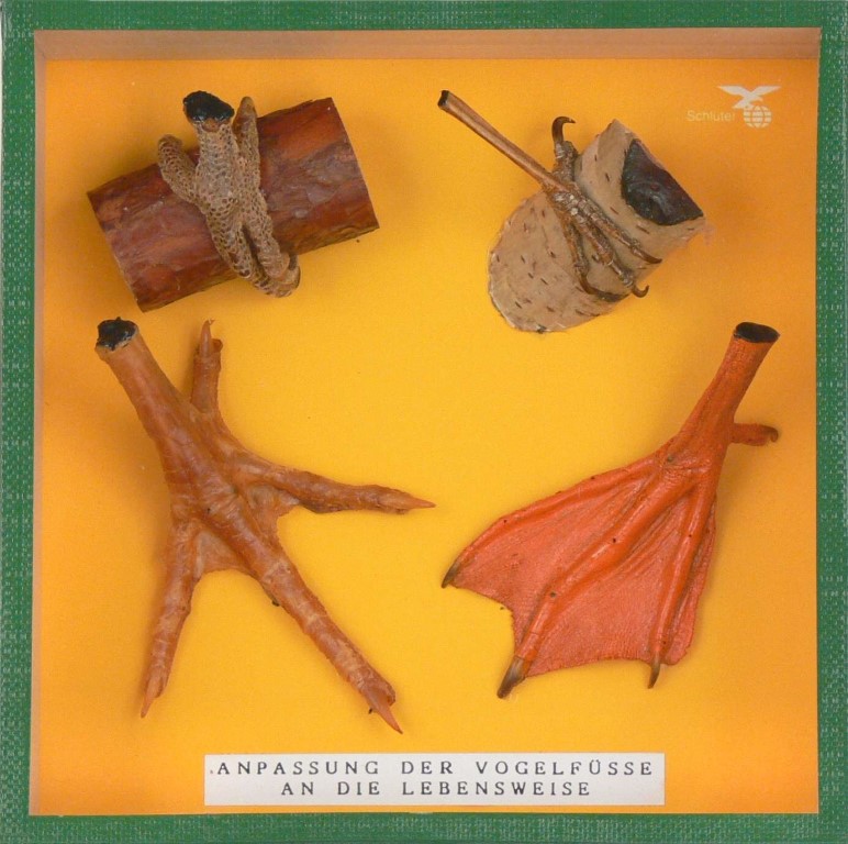 Typische Vogelfüße, Objektkasten