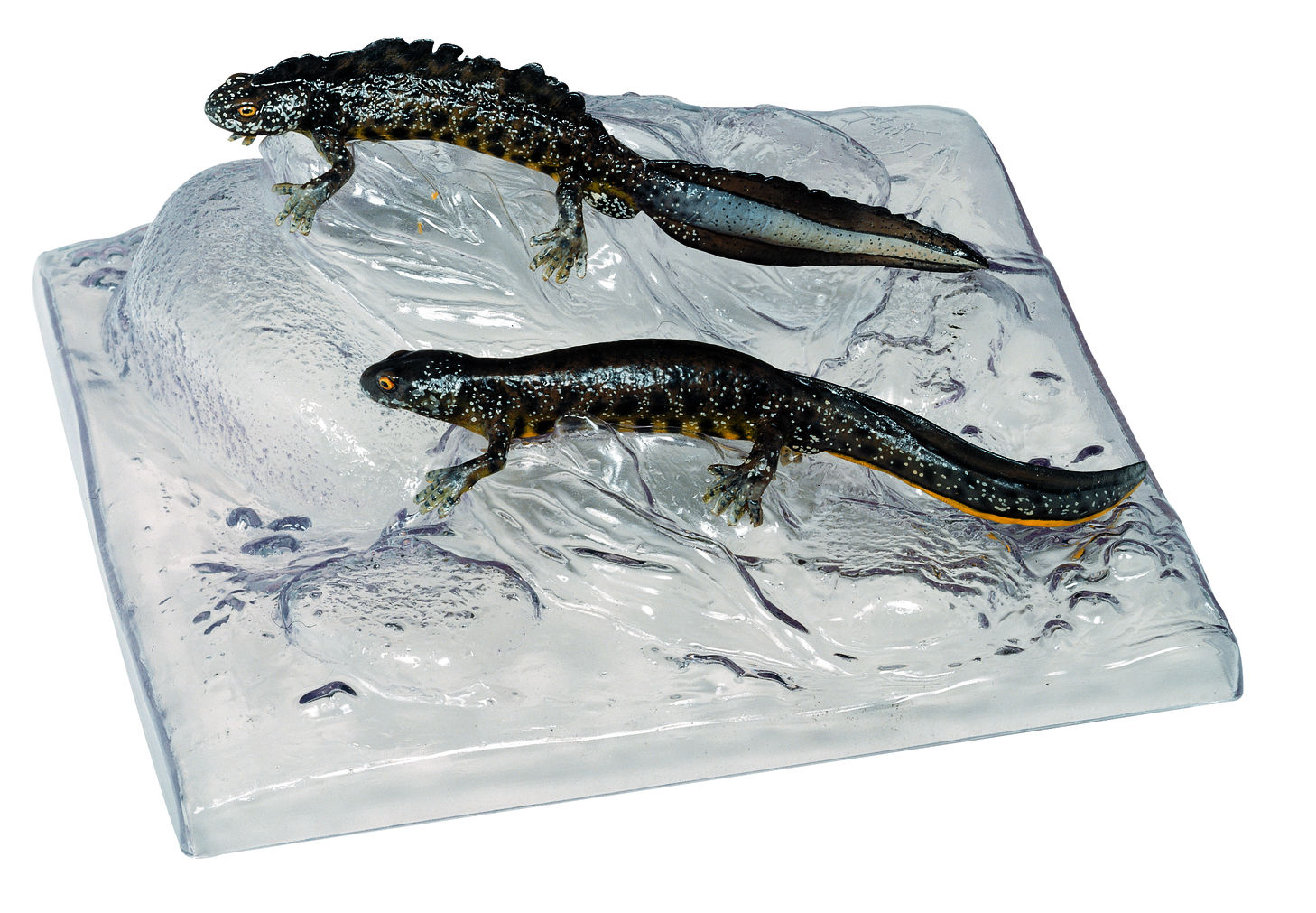 Kammmolch, Männchen und Weibchen