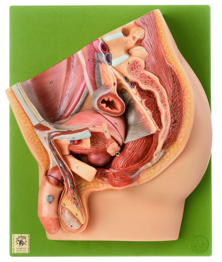 Medianschnitt des männlichen Beckens