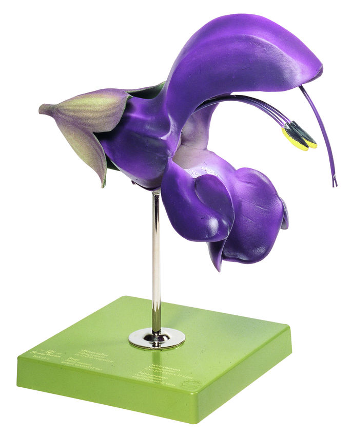 Wiesensalbei, Blüte, Somso Modell