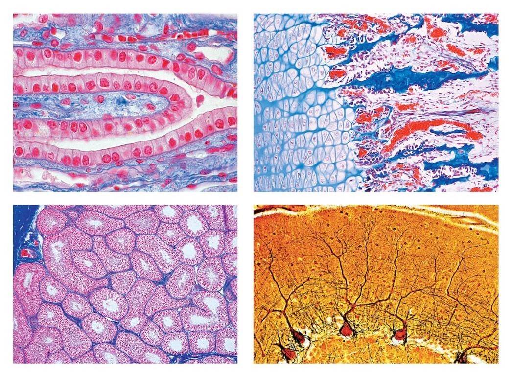 Histologie der Säugetiere (Mammalia), Ergänzungsserie, 50 Präparate.