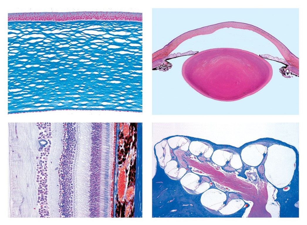 Histologie. Sinnesorgane, 10 Mikropräparate