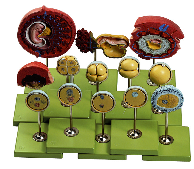 Menschliche Keimesentwicklung bis zum 1.