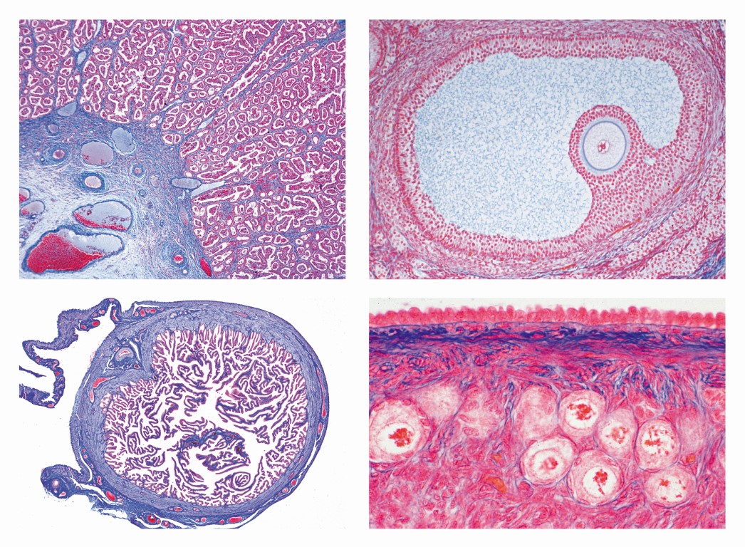 Histologie. Weibliche Geschlechtsorgane, 10 Mikropräparate