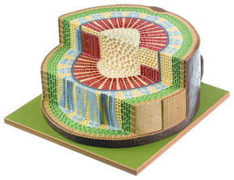 Stammstück aus einer dikotylen Pflanze
