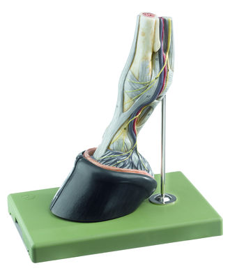 Pferdefuß mit Bandapparat, Gefäßen und Nerven