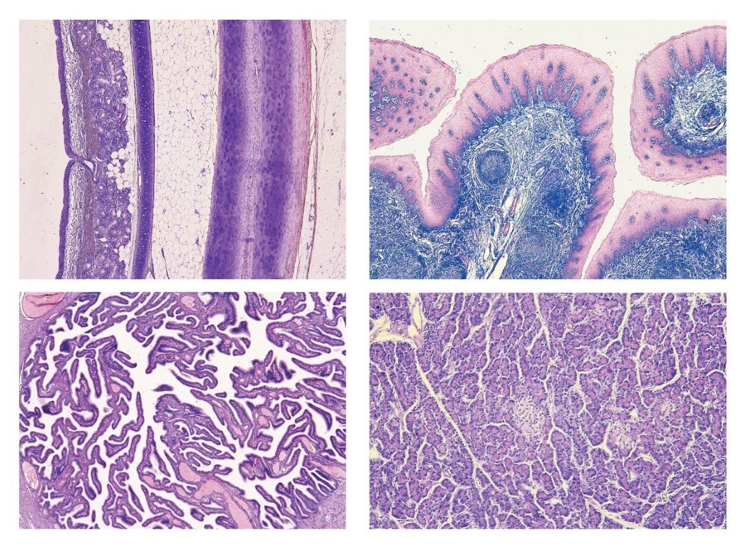 Normale Histologie des Menschen, Große Spezialserie, 100 Präparate (Färbung meist Hämatoxylin-Eosin)