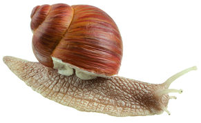 Weinbergschnecke