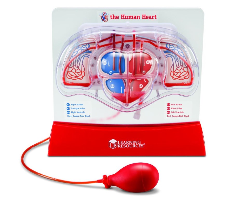 Blutkreislauf Modell