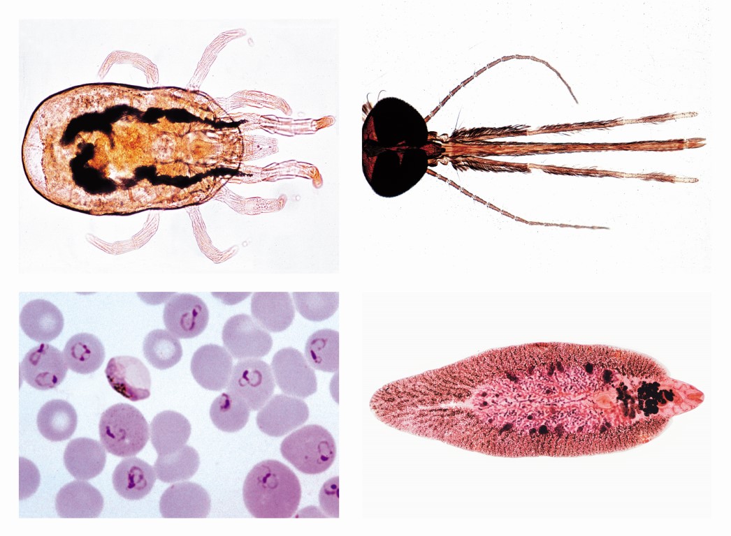 Parasitologie -  25 Mikropräparate