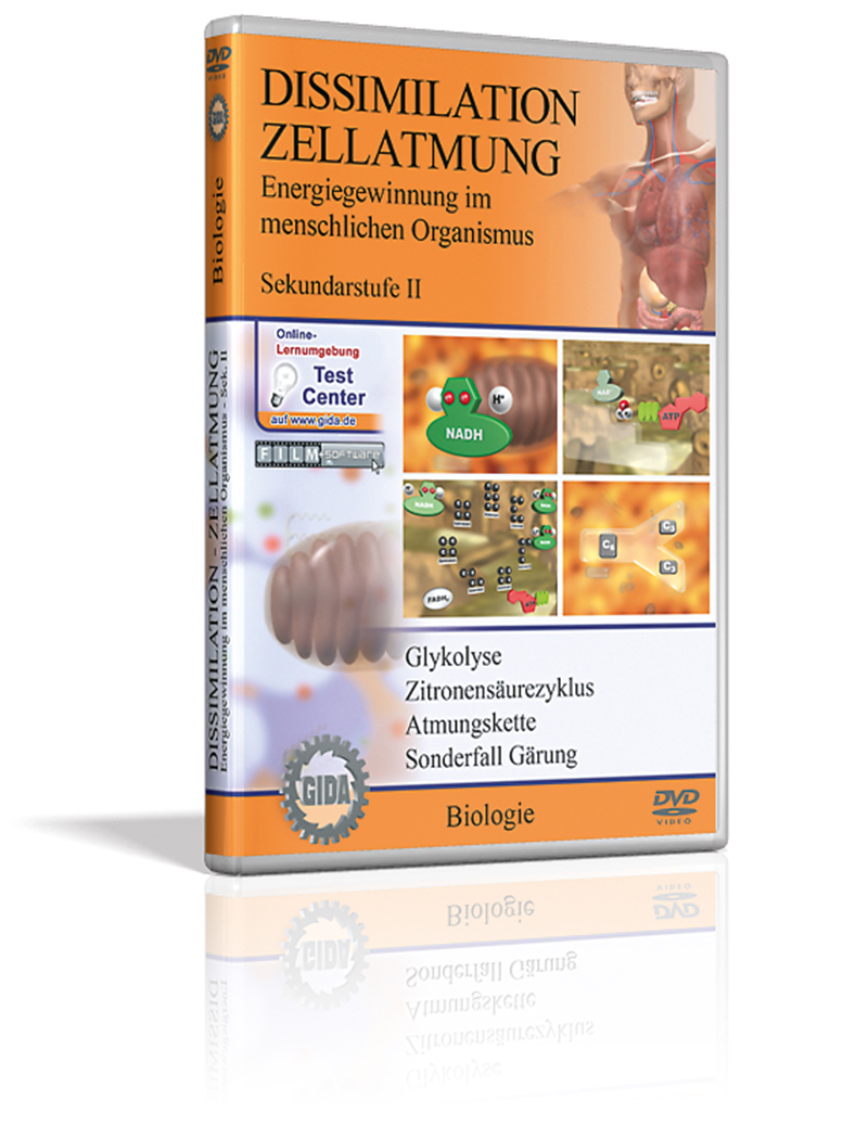 DVD - Dissimilation - Zellatmung