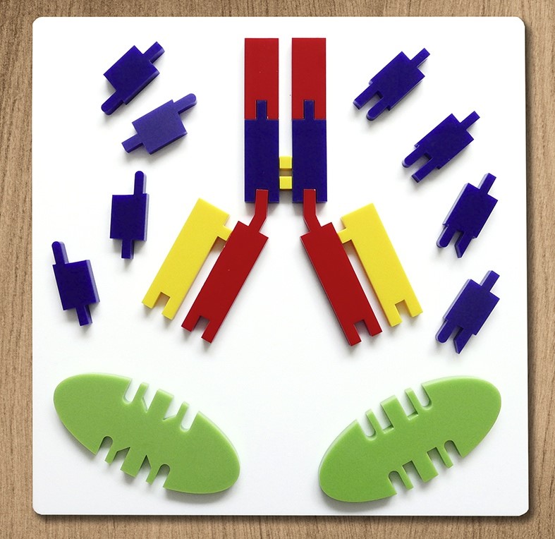 WINLAB Antikörpermodell - Funktionsmodell