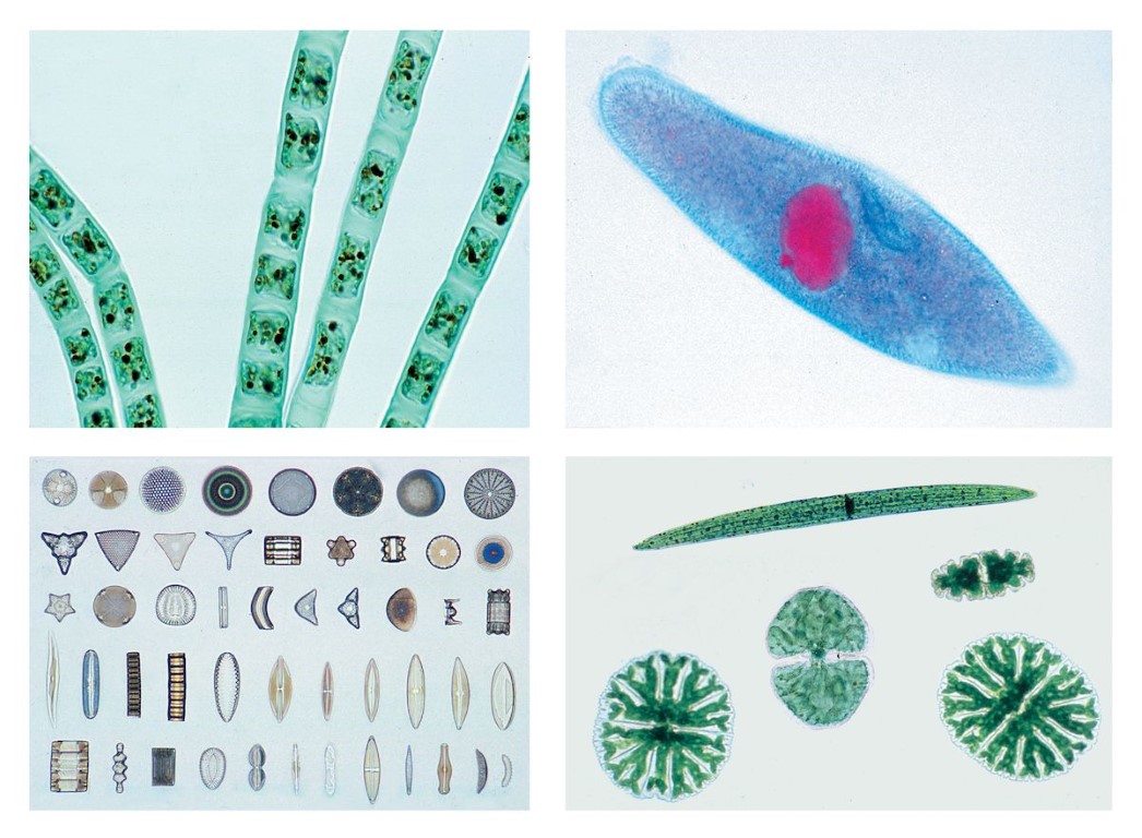 Das Leben im Wassertropfen Teil I, Die Kleinlebewelt unserer Gewässer, 25 Mikropräparate