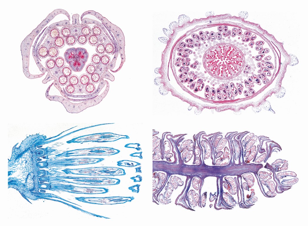Mikropräparate Serie Blütenpflanzen