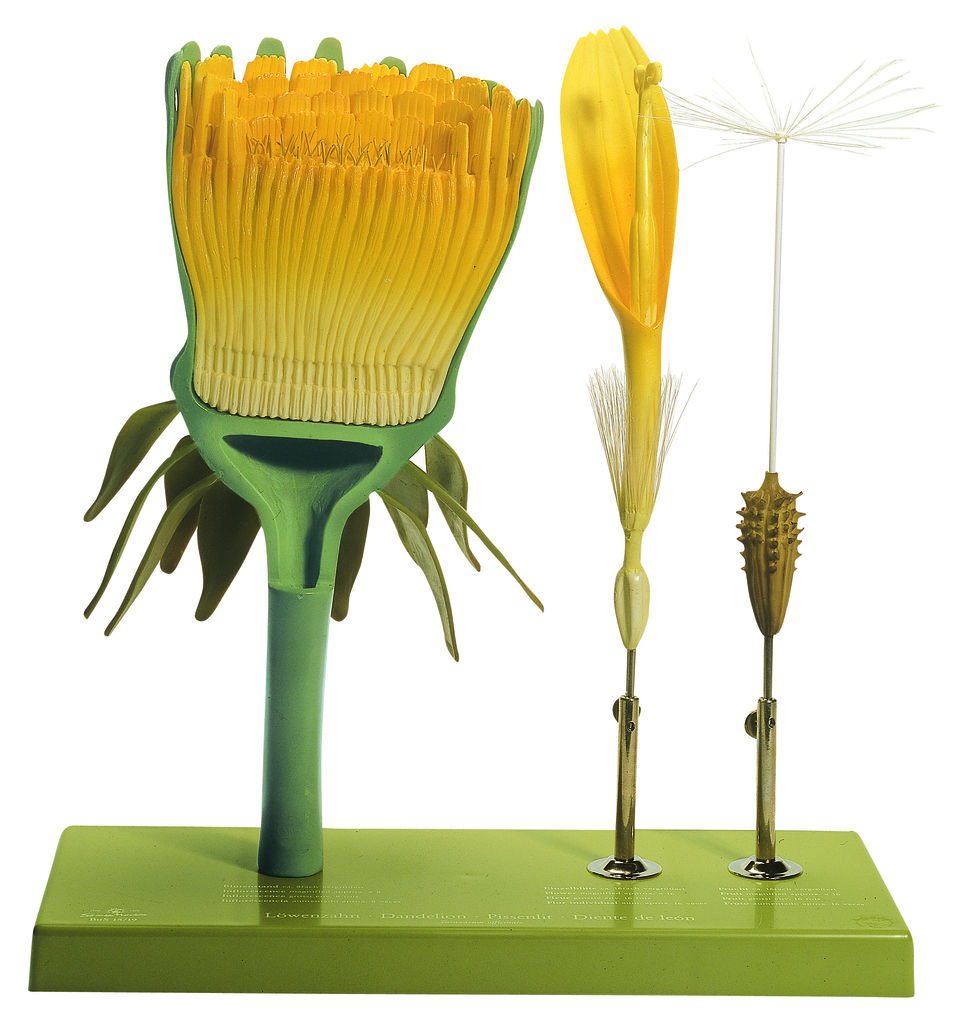 Löwenzahn, Blütenstand, Einzelblüte und Frucht