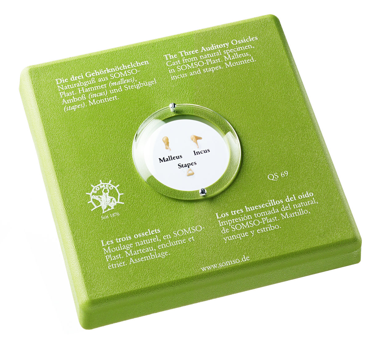 Die drei Gehörknöchelchen