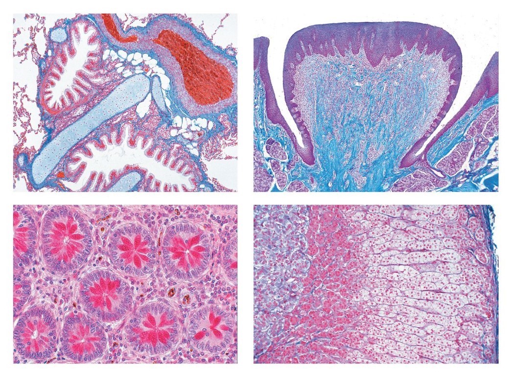 Normale Histologie des Menschen, Basisserie, 40 Mikropräparate