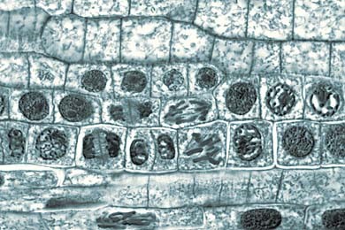 Zellteilungen (Mitosen). Wurzelspitzen von Allium cepa, Küchenzwiebel, längs. Alle Teilungsstadien i