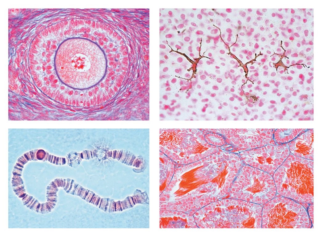 Die Tierzelle, Ausgewählte Präparate zur Zellenlehre, 12 Mikropräparate