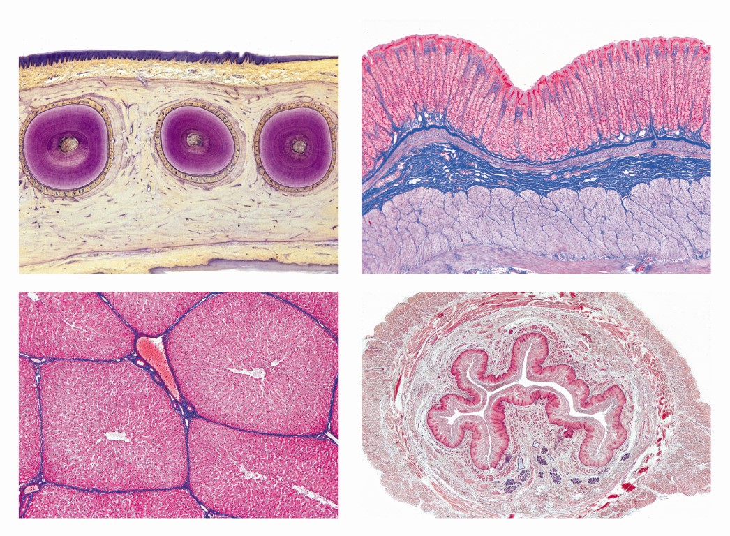 Histologie. Verdauungssystem, 15 Mikropräparate