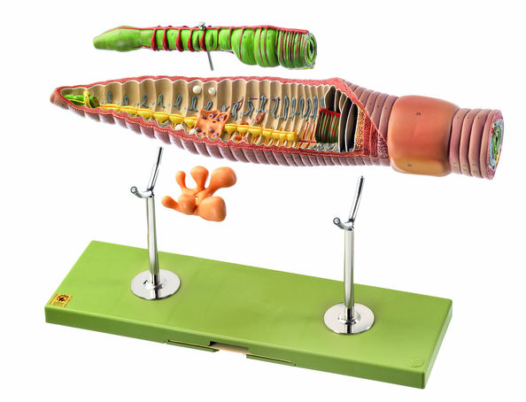 Regenwurm, Somso Modell