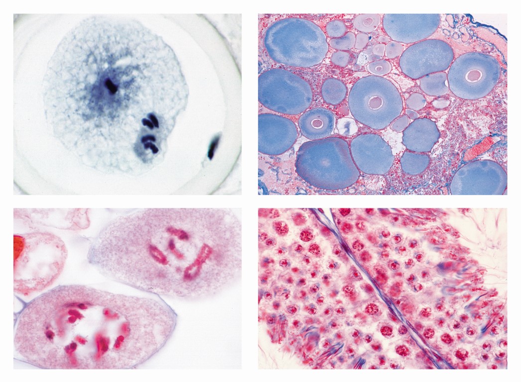 Mikropräparateserie zur Vererbungslehre, 25 Präparate