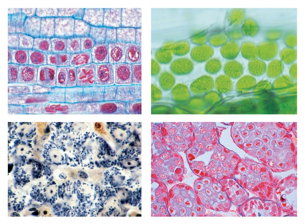 Zellenlehre (Cytologie Mensch, Tier und Pflanze), Große Spezialserie, 25 Präparate