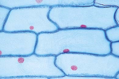Epidermiszellen von Allium cepa, Küchenzwiebel. Demonstrationsobjekt für einfache Pflanzenzellen mit