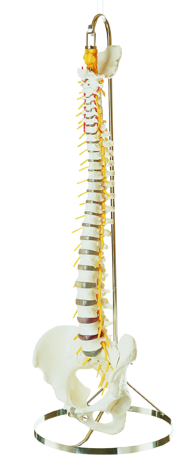 Wirbelsäule mit Becken