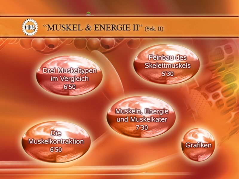 DVD - Muskel & Energie II