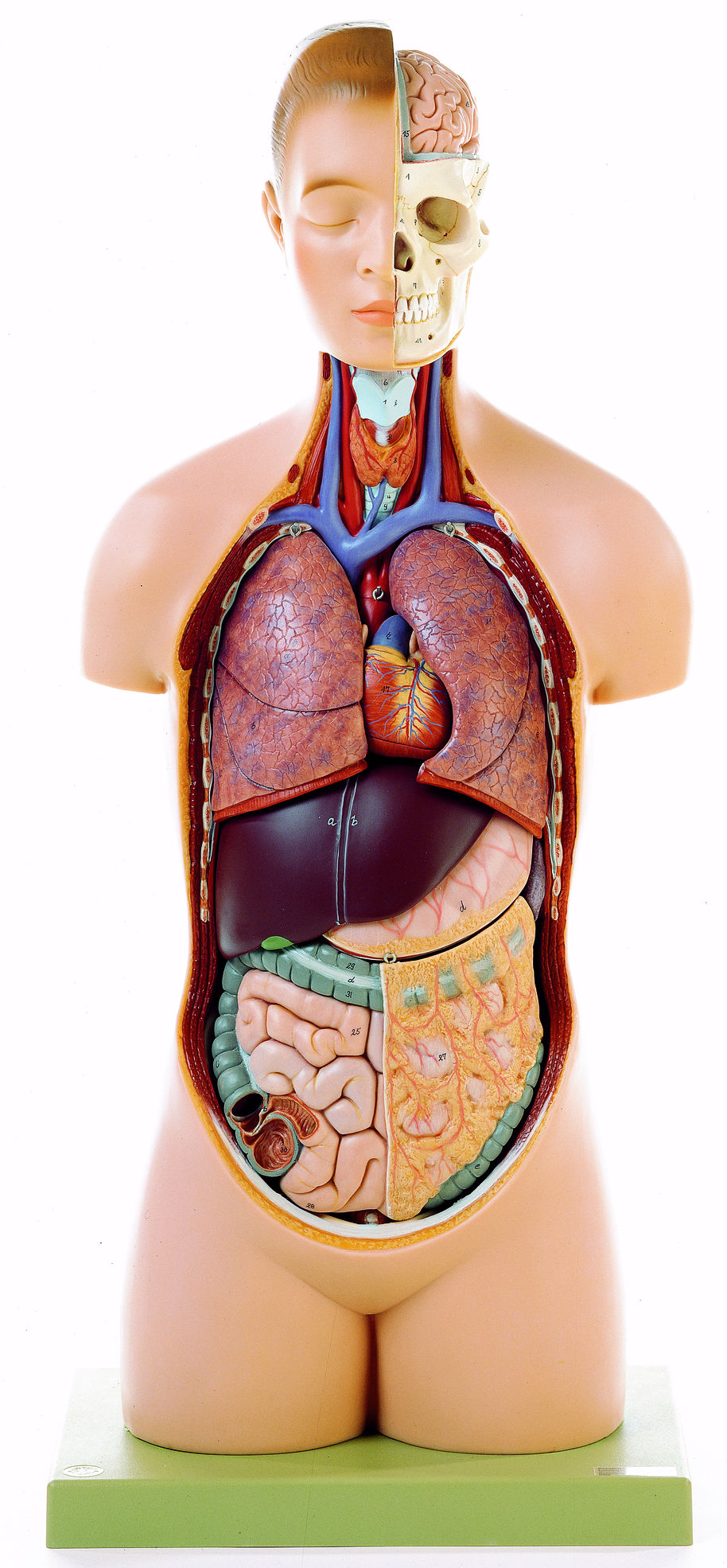 Jünglingstorso mit Kopf