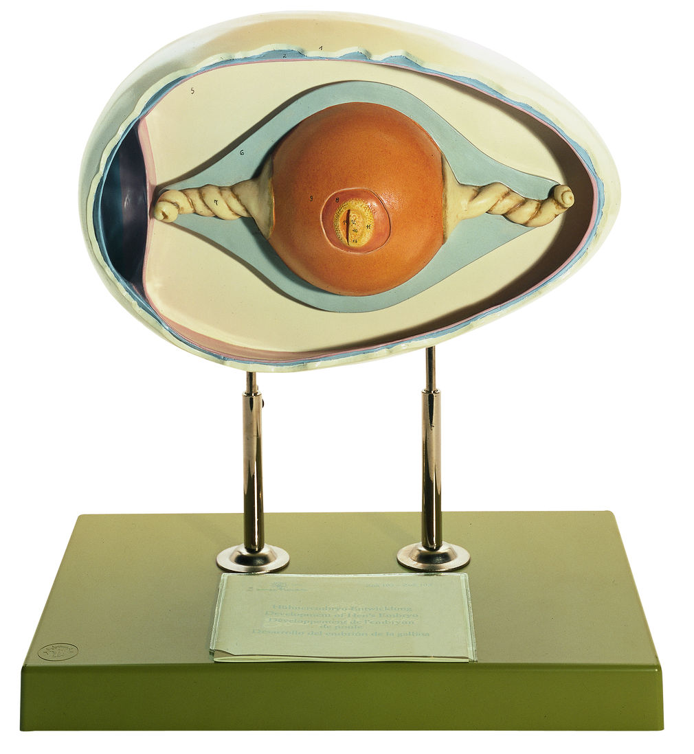 Hühnereinachbildung