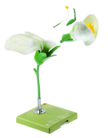 Erbse, Blüte, Somso Modell