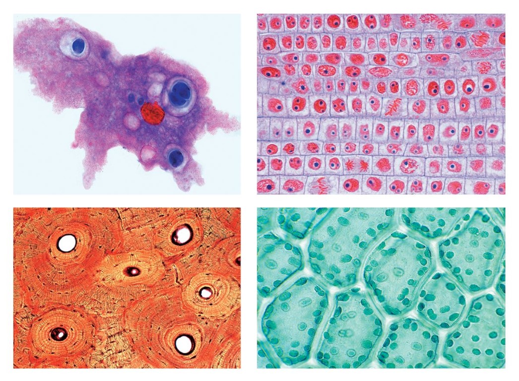 Schulserie A (Grundserie). 25 Präparate