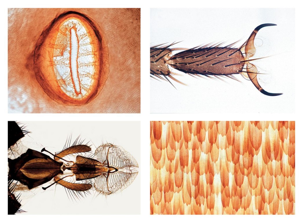 Insekten, Grundserie, 25 Mikropräparate