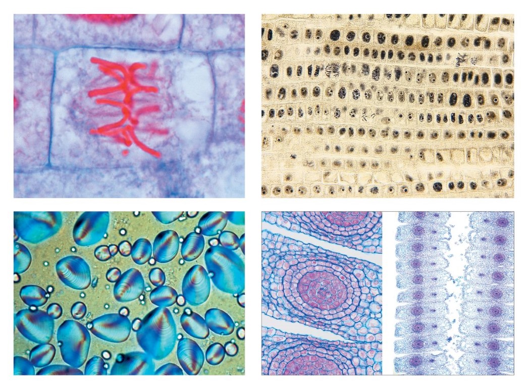 Die Pflanzenzelle, Ausgewählte Präparate zur Zellenlehre, 12 Mikropräparate