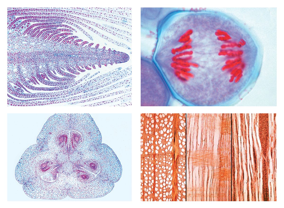 Blütenpflanzen (Phanerogamae), Ergänzungsserie, 50 Präparate, Erweiterung von Serie 2800