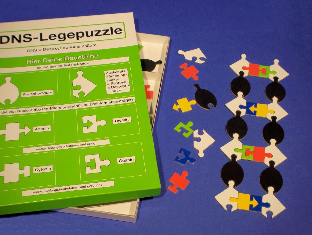 DNA -  Modell Legepuzzle