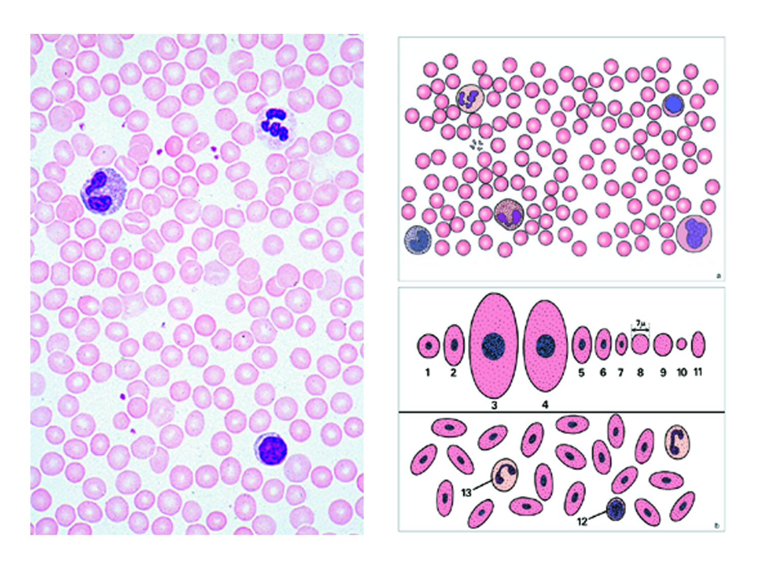Mikropräparate Multimedia-Paket - Allgemeinwissen Mikroskopie, Basissatz von 6 Einheiten
